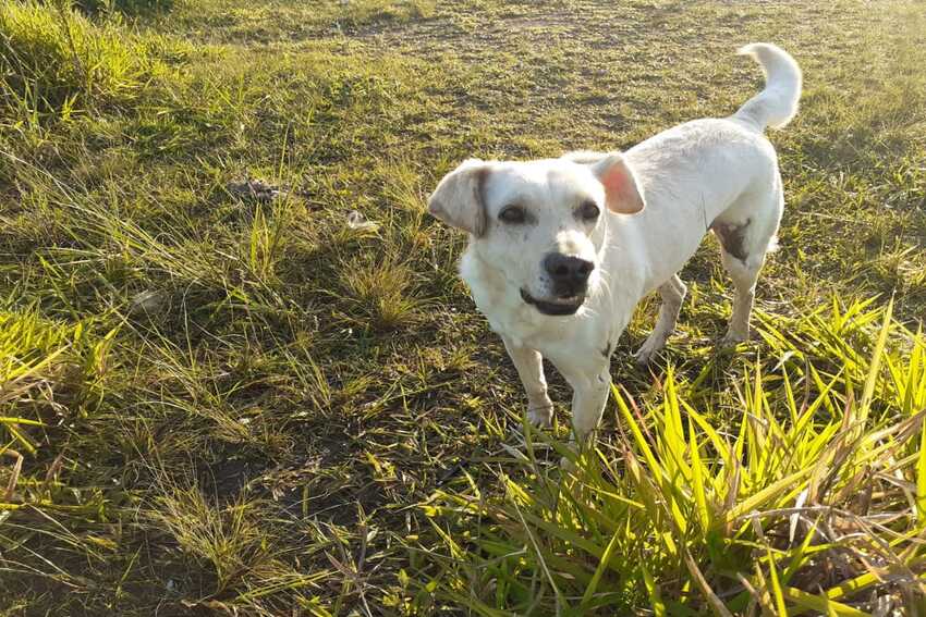 cão desaparecido