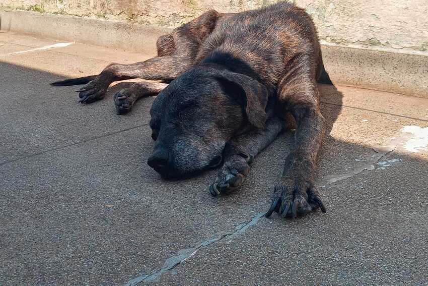 cachorro resgatado