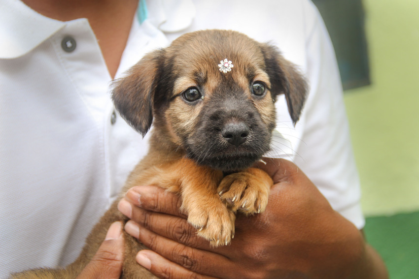 cachorro para adoção