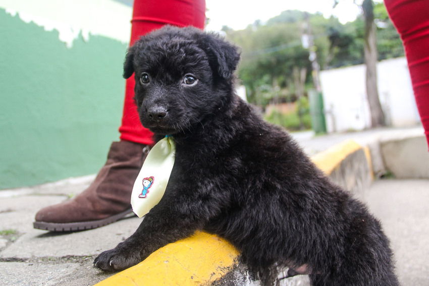 cachorro para adoção