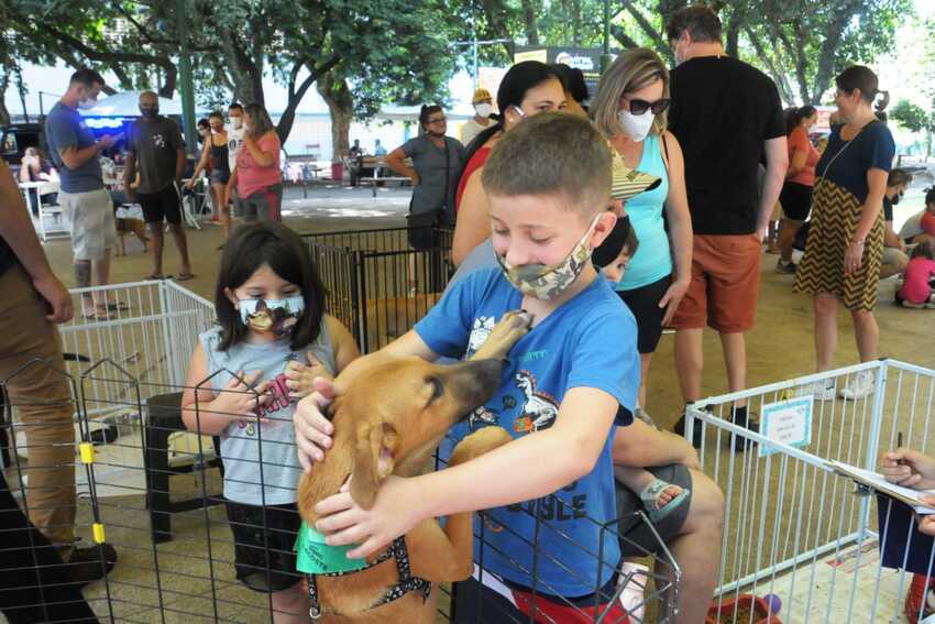 cão adotado em feira 