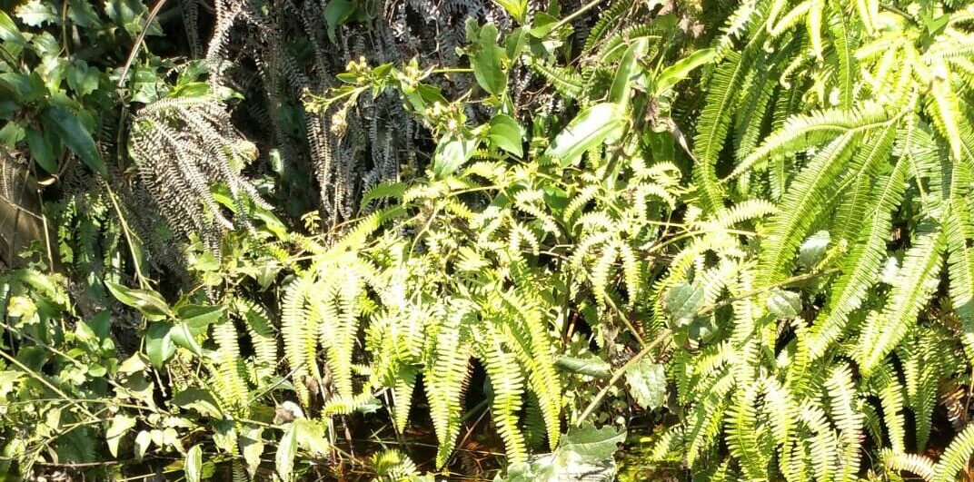 GCM Ambiental de S.Bernardo encontra perna de corpo humano em represa  