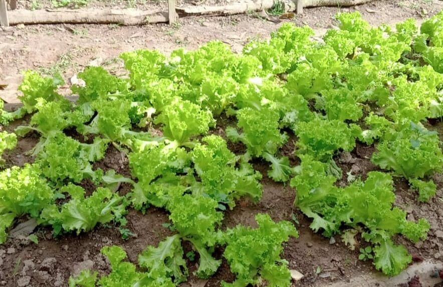 Projeto Horta do Futuro subsidia alimentos para Casa da Acolhida em Ribeirão Pires