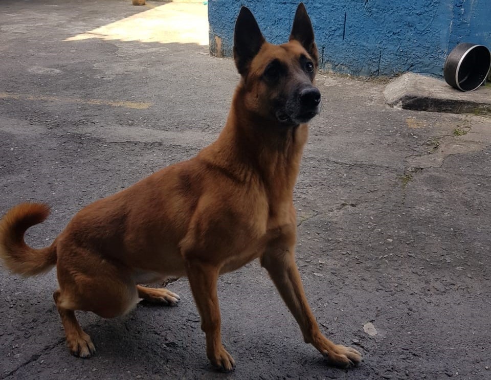 cachorro pastor belga