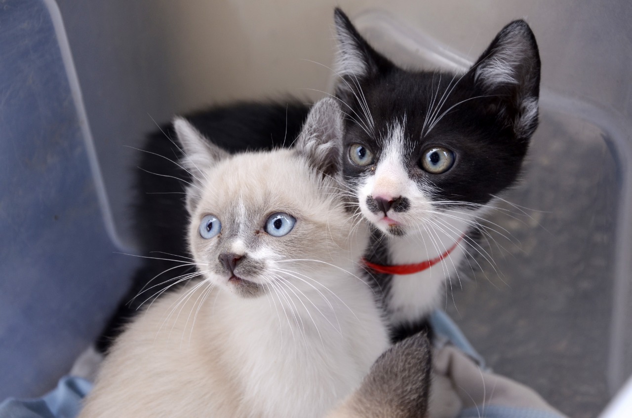 animais em feira de adoção de Santo André