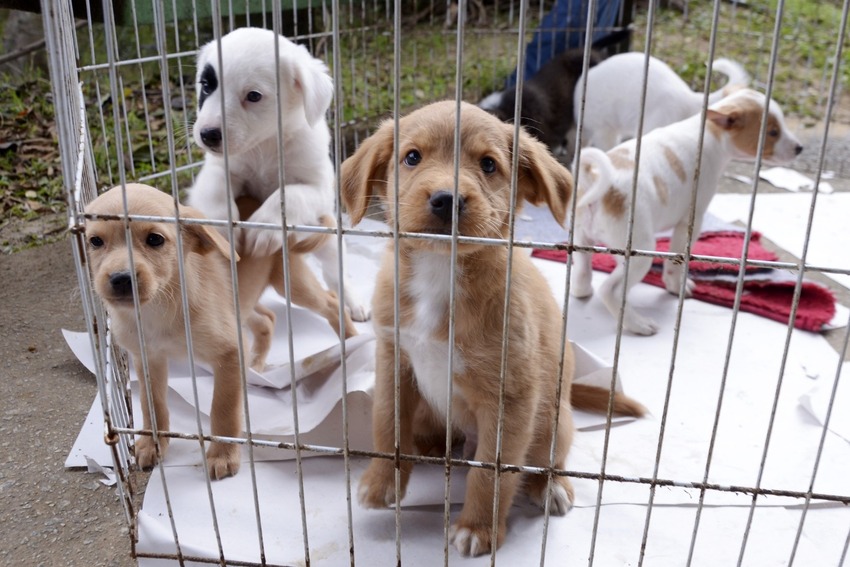 animais expostos em feira de adoção