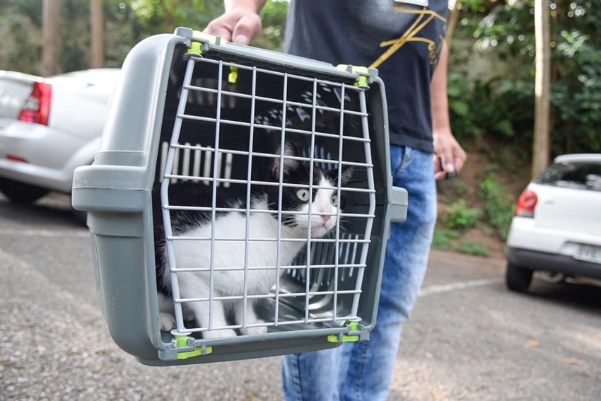  caixa para gato