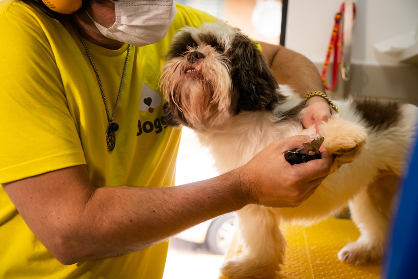 cachorro em clíni8ca veterinária