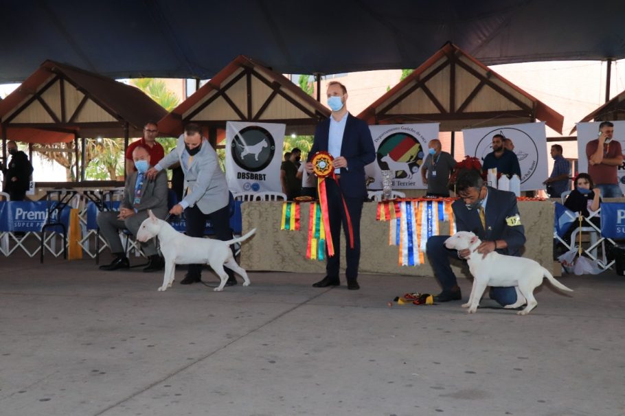 cães em exposição