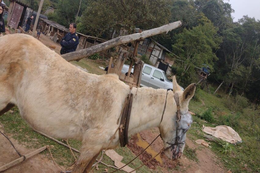 Mula, vítima de maus-tratos, é resgatada na divisa de Ribeirão e Rio Grande da Serra