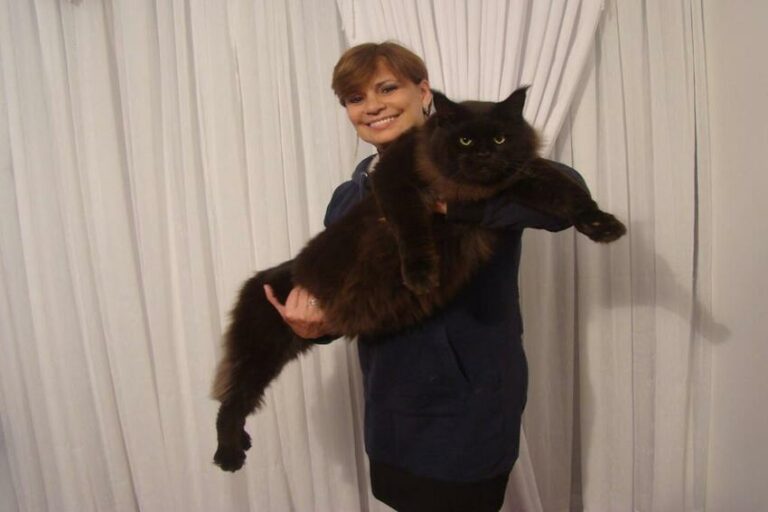 gato gigante