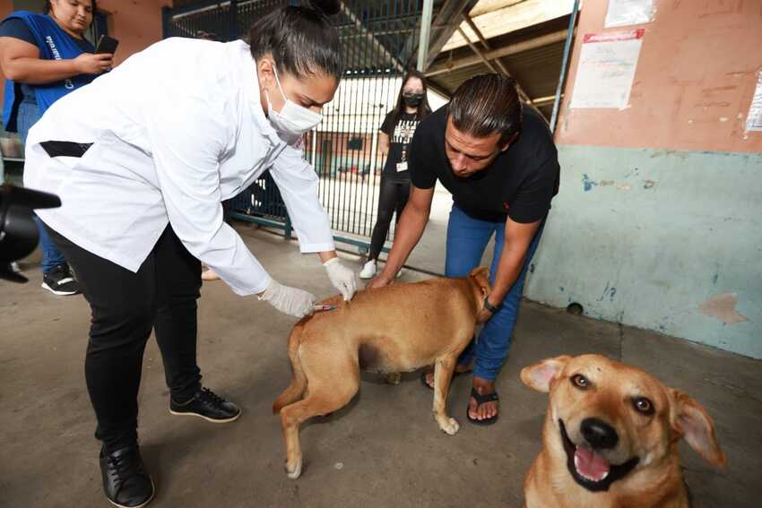 Vídeo: Sto André faz ação com animais de pessoas em situação de rua