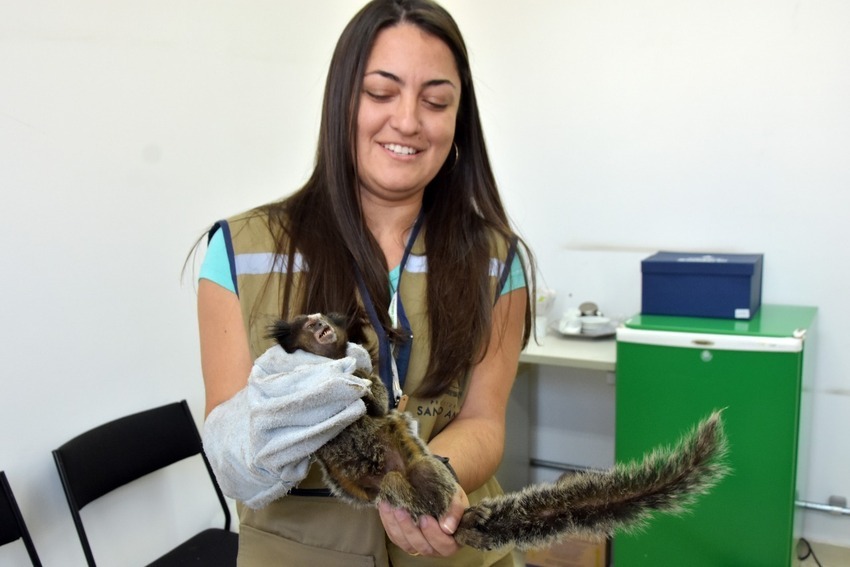 Sagui é resgatado no prédio da Prefeitura de Santo André; Veja vídeo