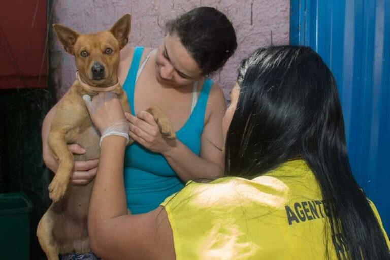 cão sendo encoleirado