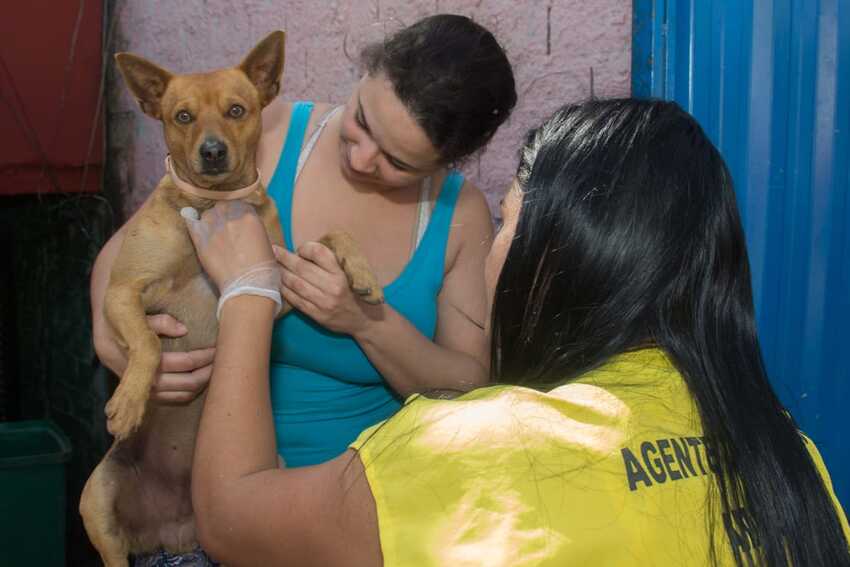 Sto.André realiza encoleiramento de cães e gatos contra a febre maculosa