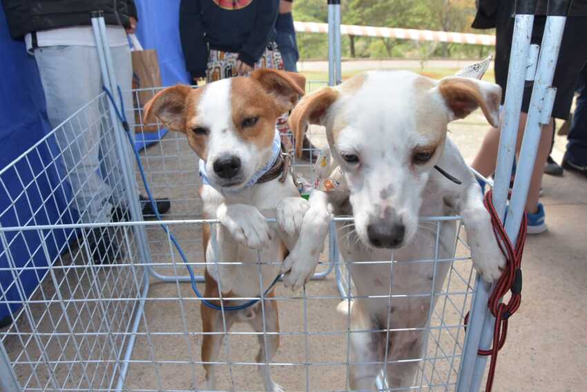 Feiras de adoção garantem lar para 31 animais em Sto.André e 16 em Diadema