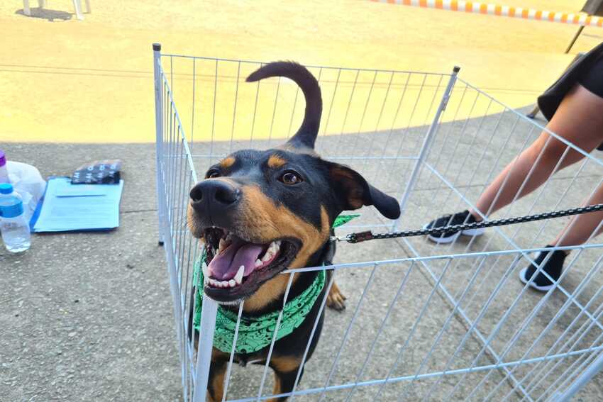 Feira “Eu amo, eu adoto” garante lar para 45 animais em Santo André