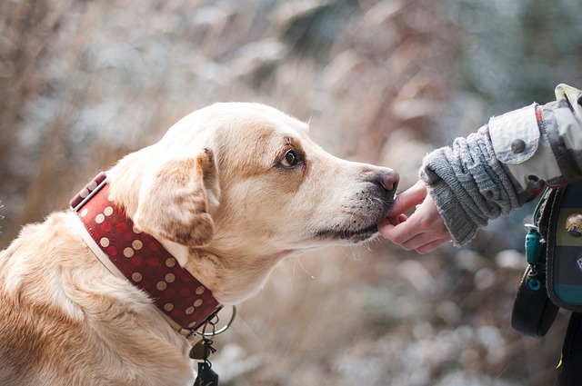 Após morte de animais, saiba quais os melhores petiscos para garantir a saúde dos pets