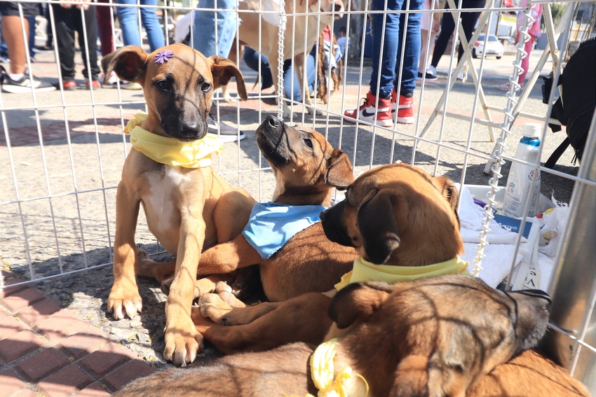 cães em Ribeirão Pires