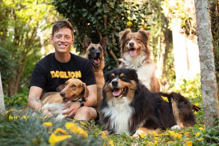 cães