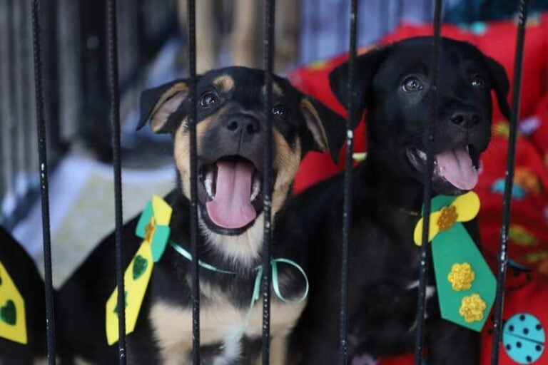 dois cachorros adotados