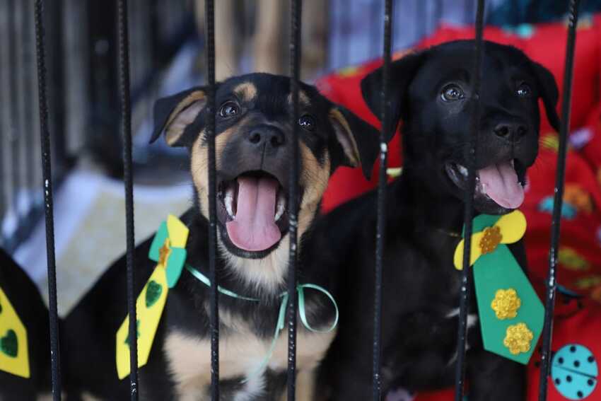 Em Santo André, feira bate recorde do ano com 58 animais adotados