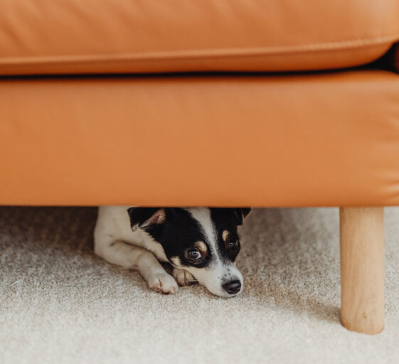 cão com medo