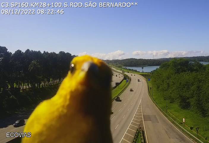 Canário-da-terra 'visita' câmera