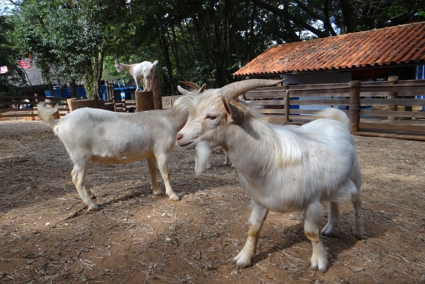 animais na Cidade das Crianças de São Bernardo