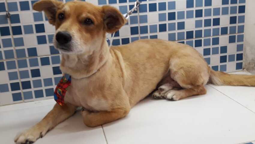 Santo André disponibiliza mais de 150 animais para adoção neste domingo