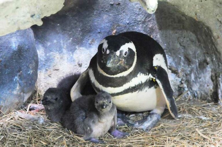 pinguins