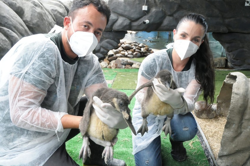 veterinários e pinguins