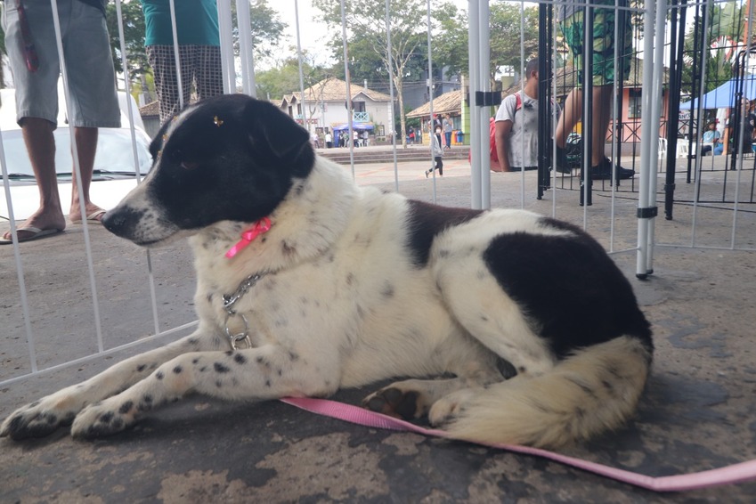 Fevereiro Roxo: Ribeirão Pires alerta sobre saúde de animais idosos