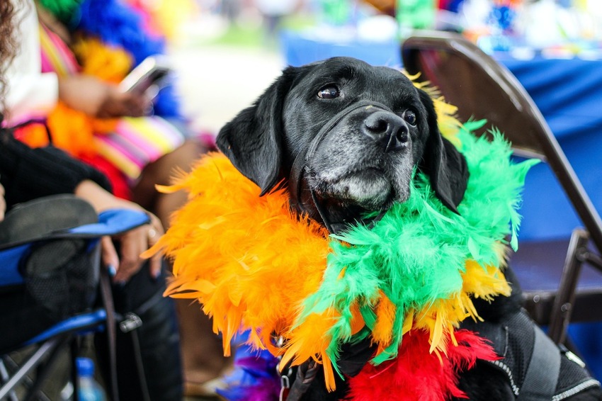 Sem erros de Carnaval com seu pet: saiba como aproveitar a folia com o melhor amigo