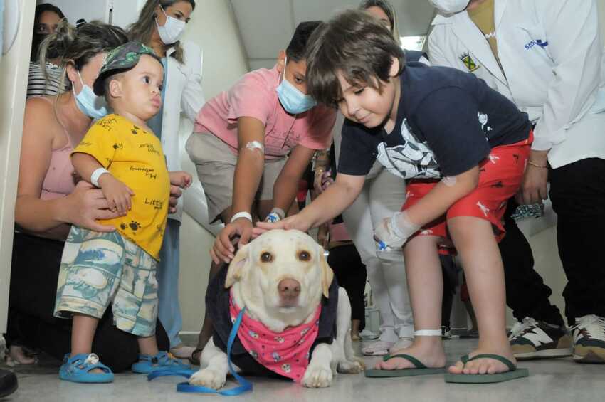 cães no hospital