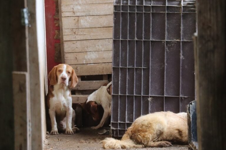 cães em canil clandestino