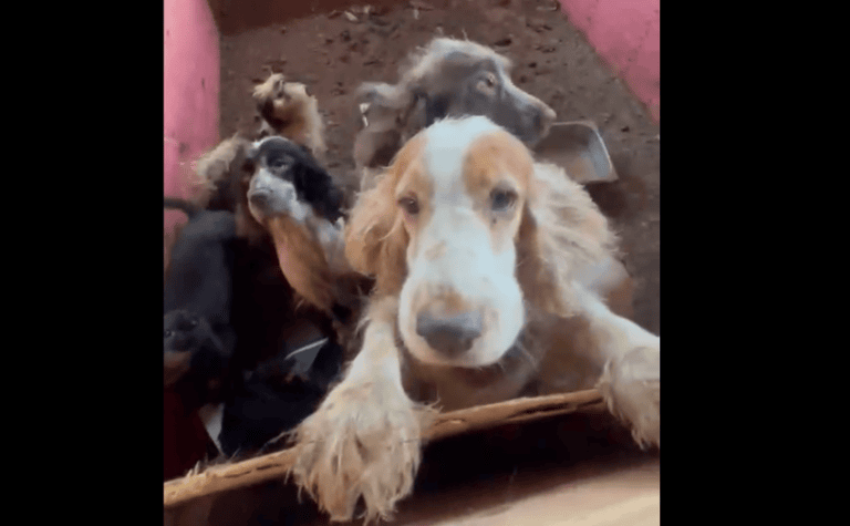 cães em cativeiro