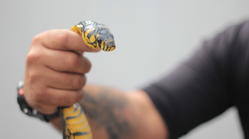 serpente caninana