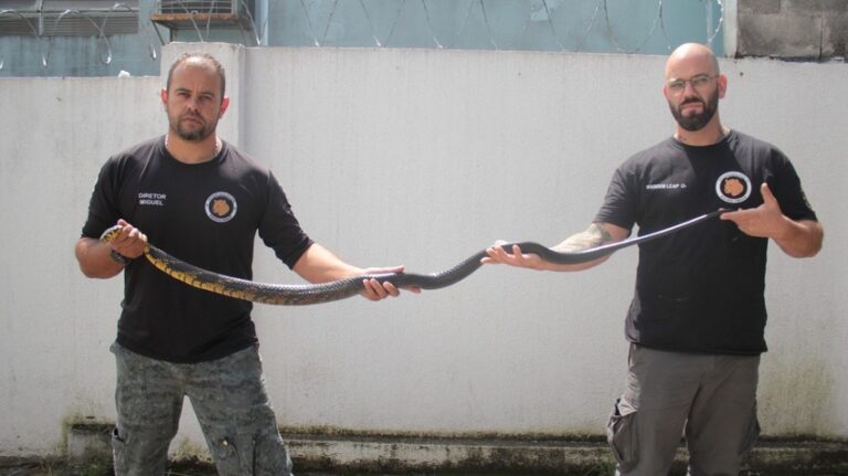 Serpente caninana