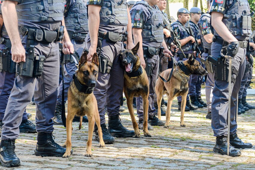 cães do canil do Baep