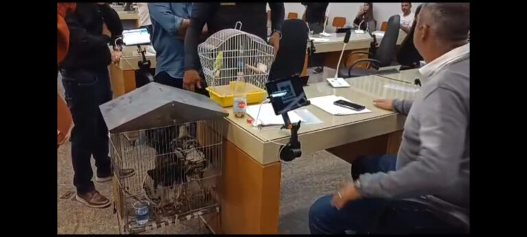 galo, galinha e passarinho