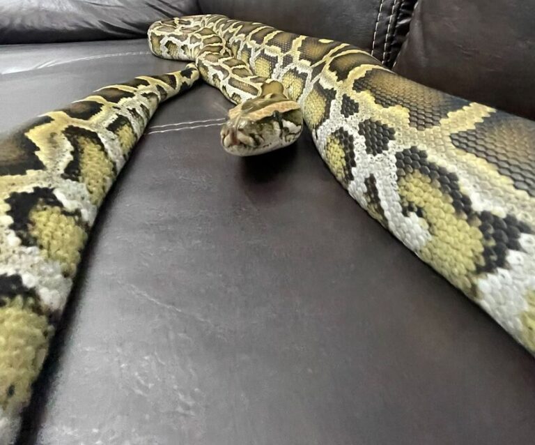 Cobra Piton