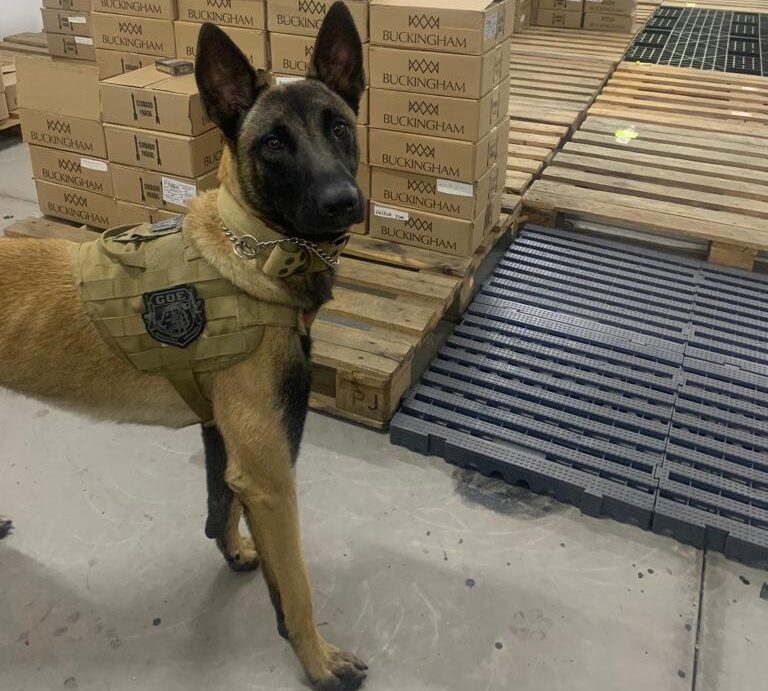 K9 Ragnar do GOE de S.Bernardo se forma na Escola de Cães de Guerra do Exército