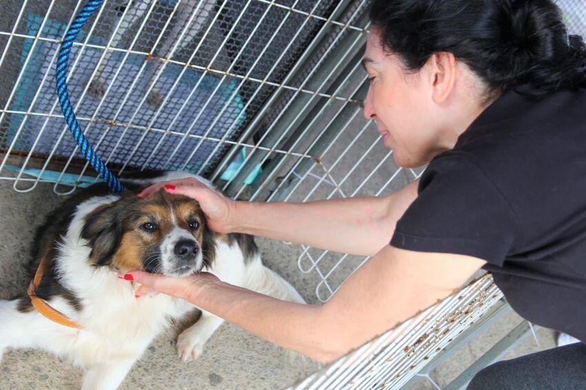 feira de adoção de animais