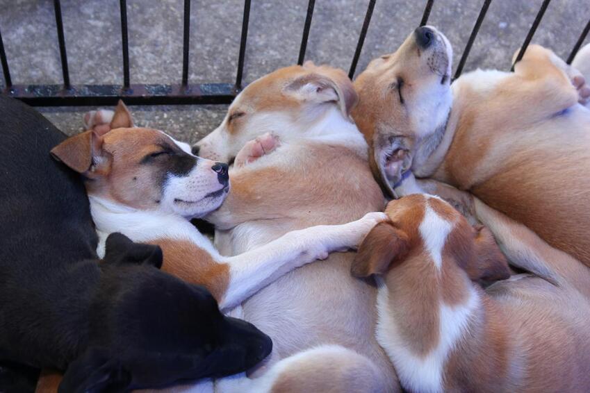 Em Santo André, 40 pets são adotados em feira no Parque Central