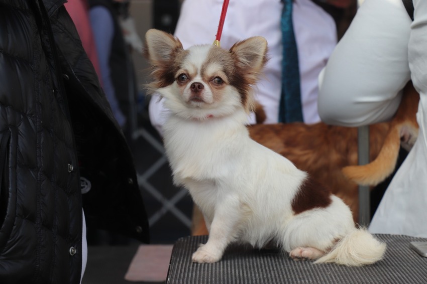 cão em exposição