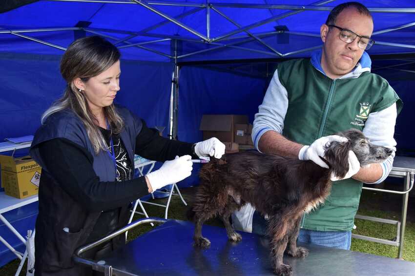 Vila de Paranapiacaba recebe ações da causa animal