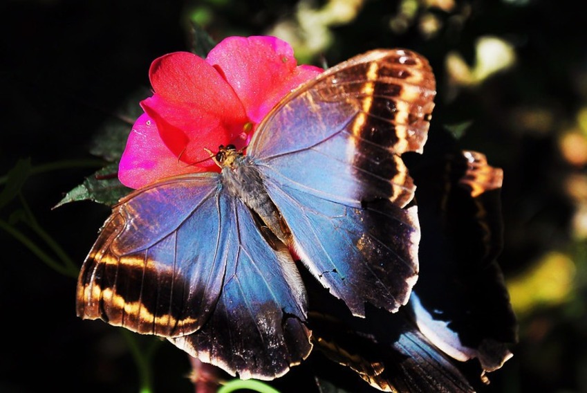 Borboleta