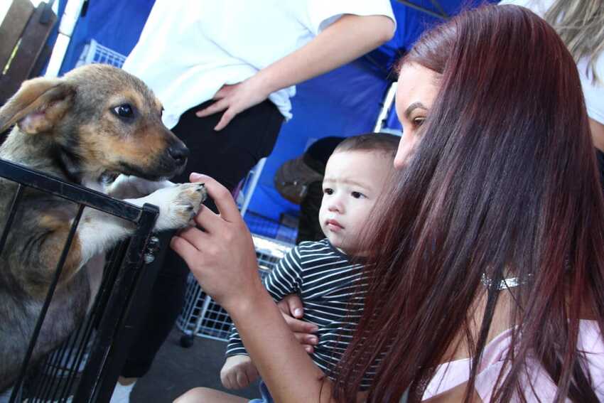 Feira ‘Eu amo, eu adoto’ coloca  120 animais para adoção em Santo André