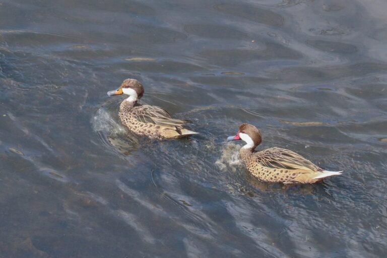 Patos